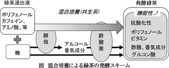 酵母と酢酸菌の混合培養による発酵緑茶