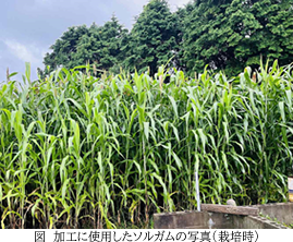 資源作物ソルガムの利用について