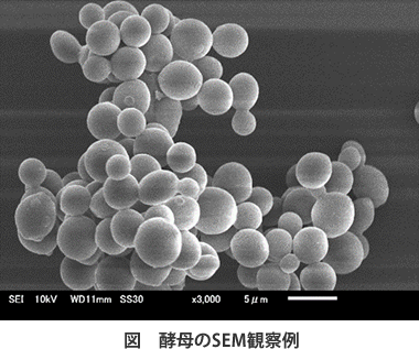 走査型電子顕微鏡による微生物観察について